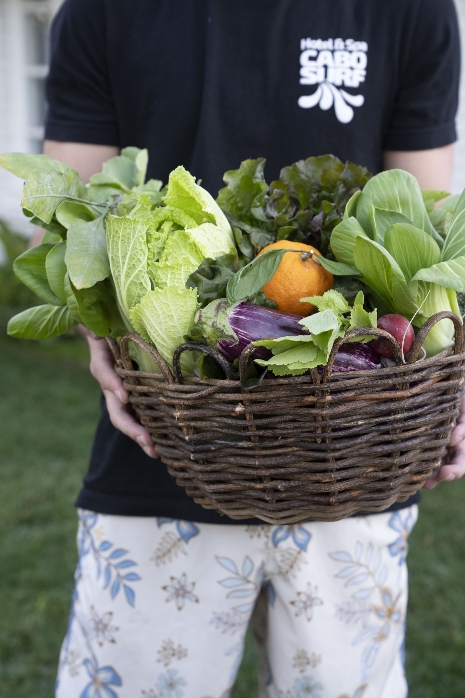 Fresh harvest basket with organic vegetables and citrus