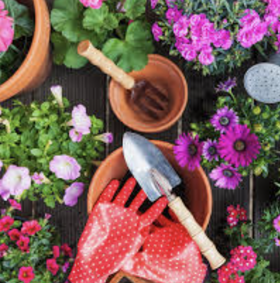 Garden tools and colorful flowers ready for seasonal planting